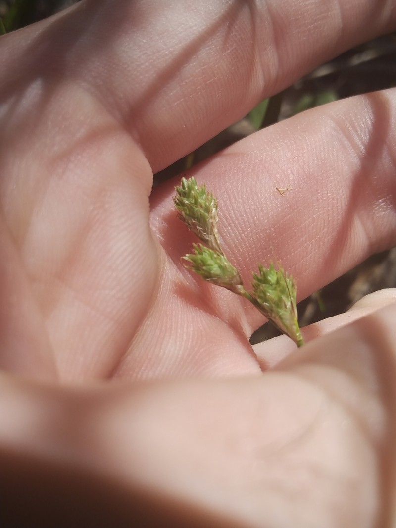Carex tribuloides var. sangamonensis photo 6