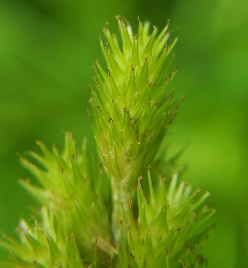 Carex tribuloides var. tribuloides