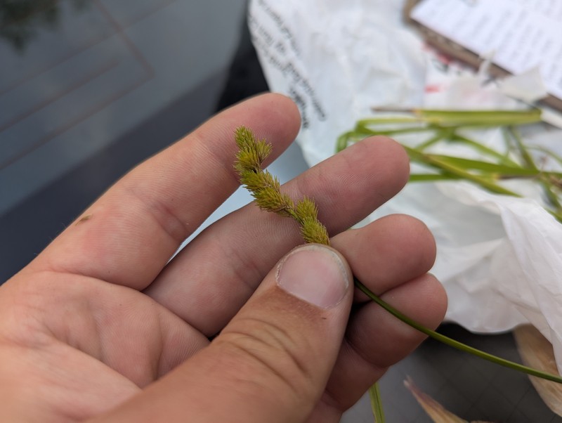 Carex tribuloides var. tribuloides photo 2