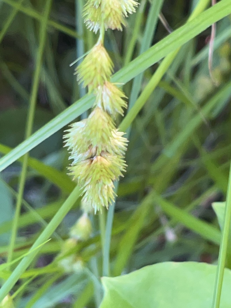 Carex tribuloides var. tribuloides photo 3