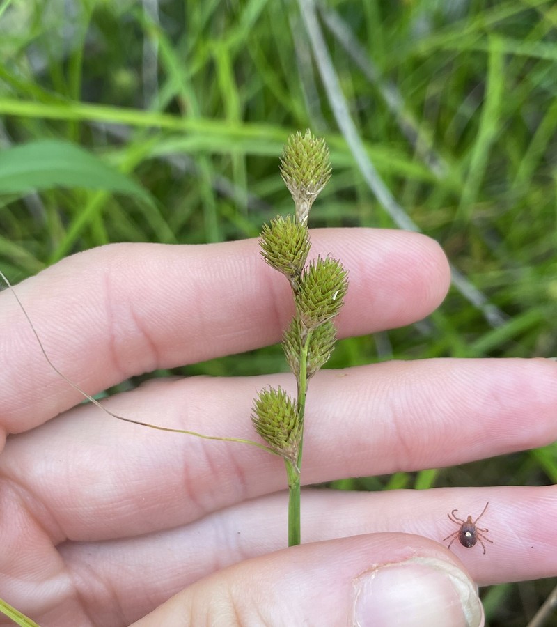 Carex tribuloides var. tribuloides photo 4