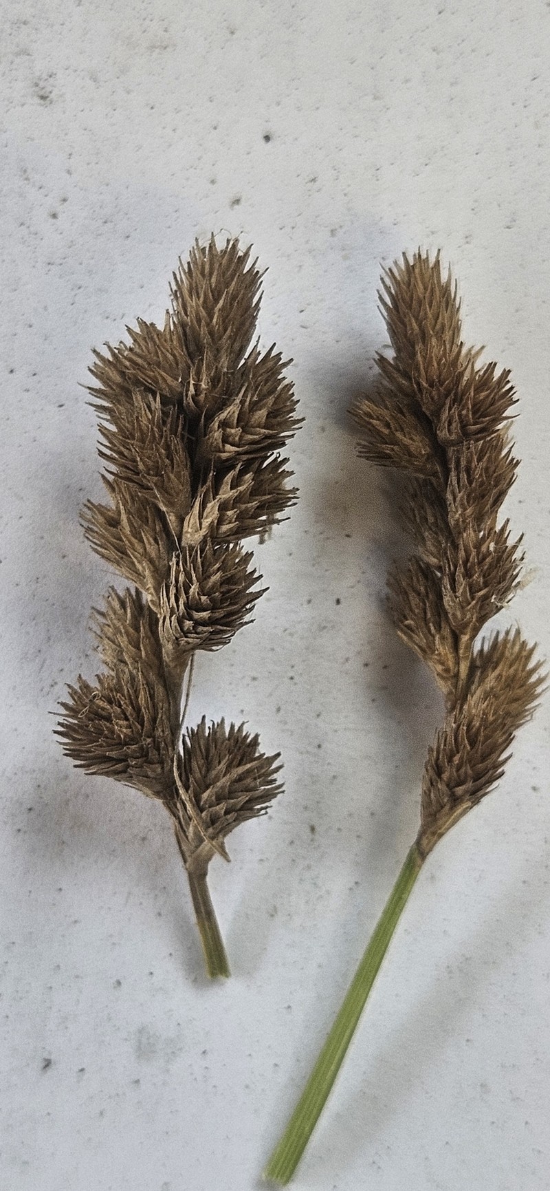 Carex tribuloides var. tribuloides photo 5
