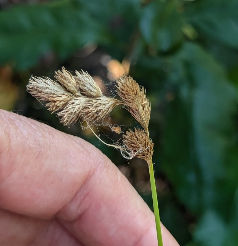 Carex tribuloides var. tribuloides photo 6