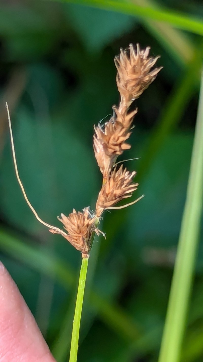 Carex tribuloides var. tribuloides photo 7