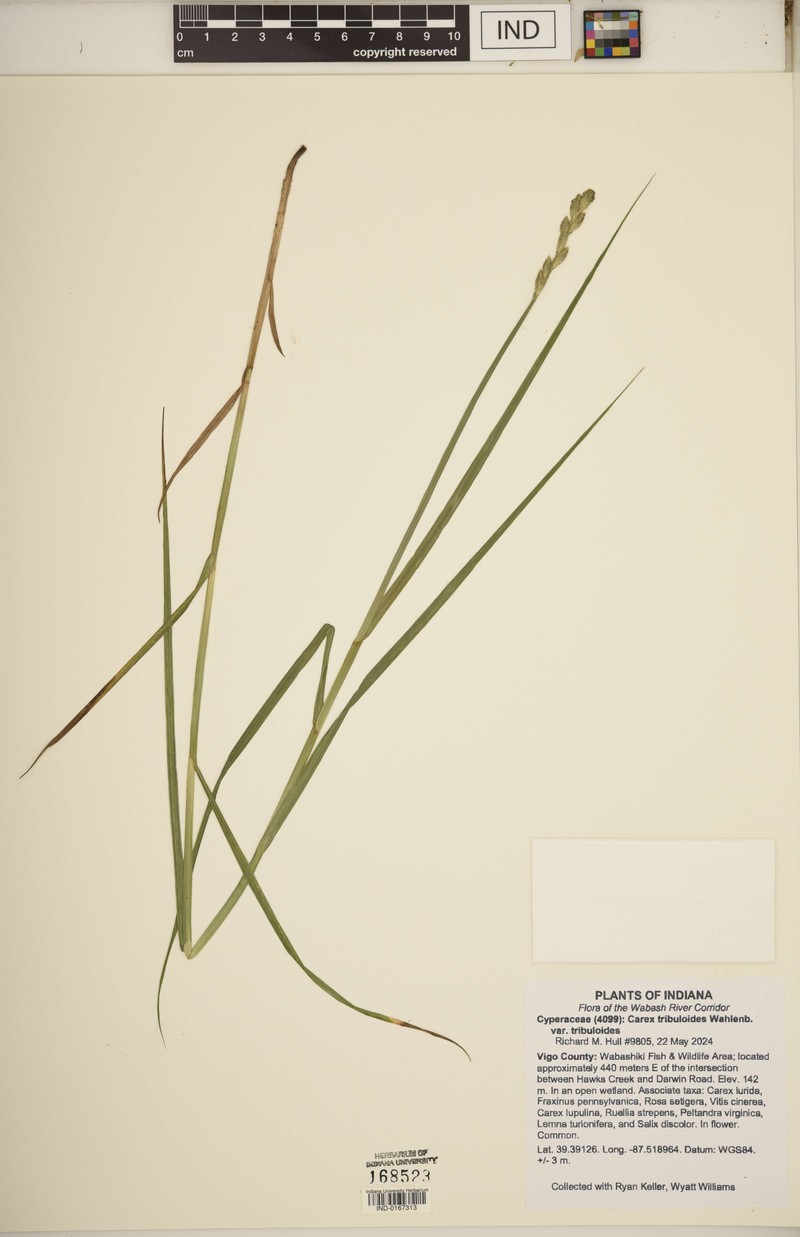 Carex tribuloides var. tribuloides photo 8
