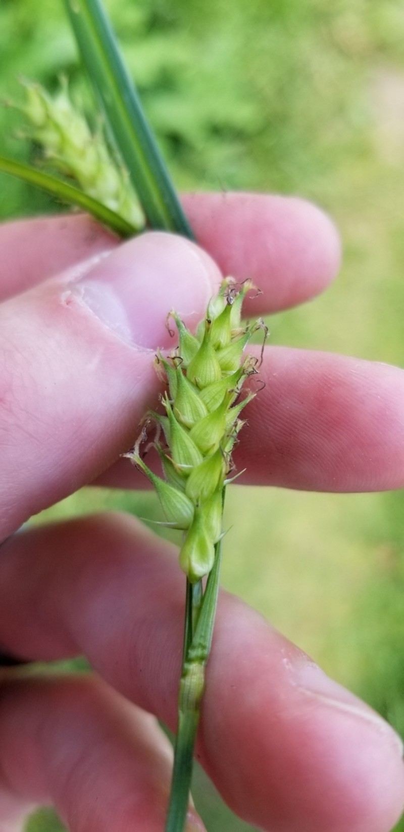 Hairyfruit Sedge