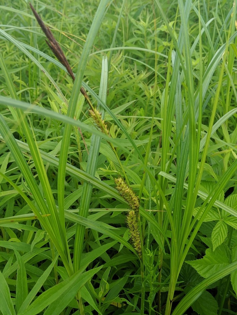Hairyfruit Sedge photo 2