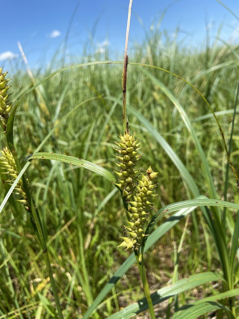 Hairyfruit Sedge photo 3