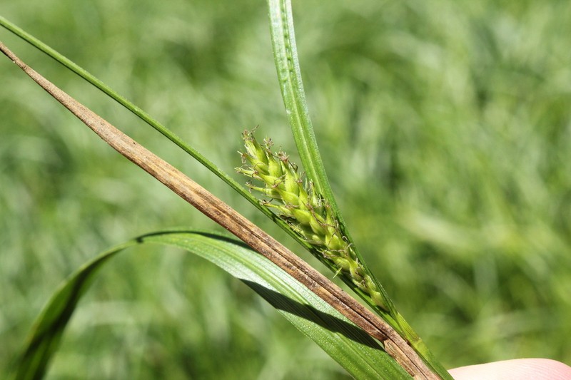 Hairyfruit Sedge photo 4