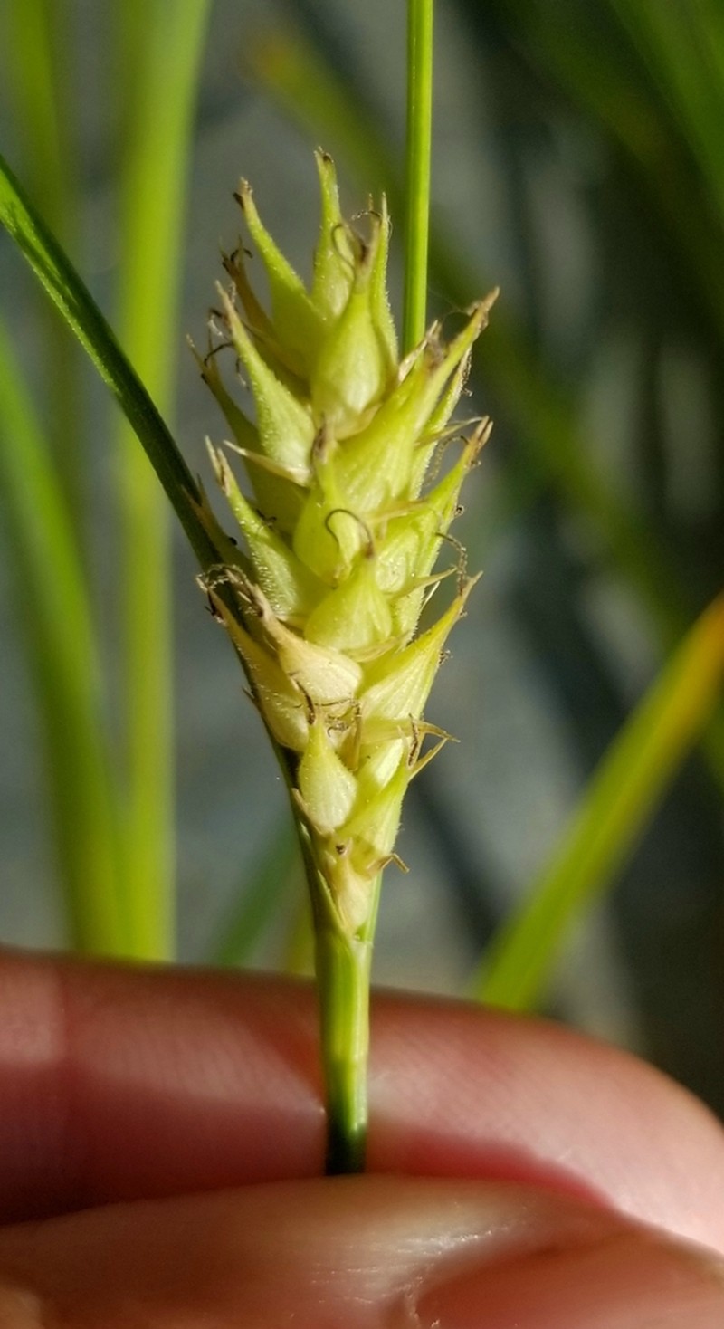 Hairyfruit Sedge photo 5
