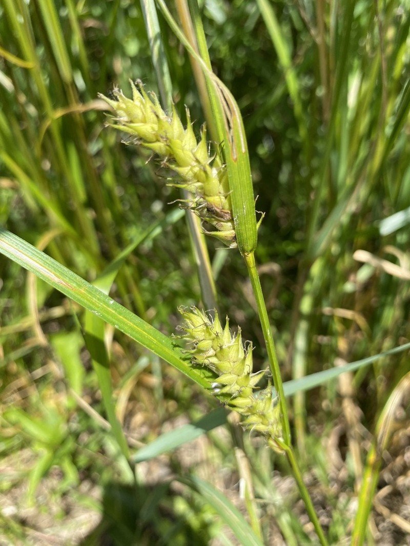 Hairyfruit Sedge photo 6