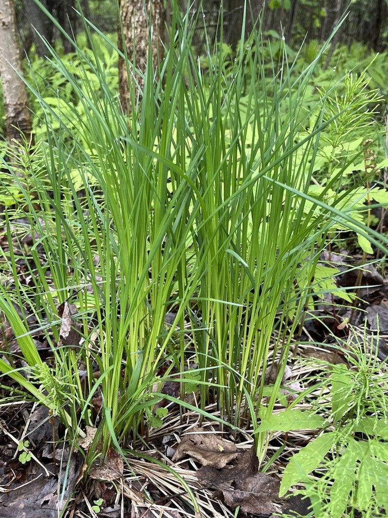 Hairyfruit Sedge photo 8