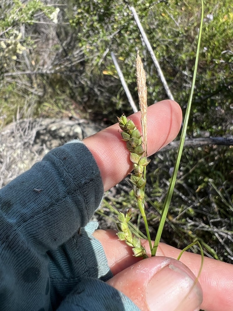 Triangularfruit Sedge