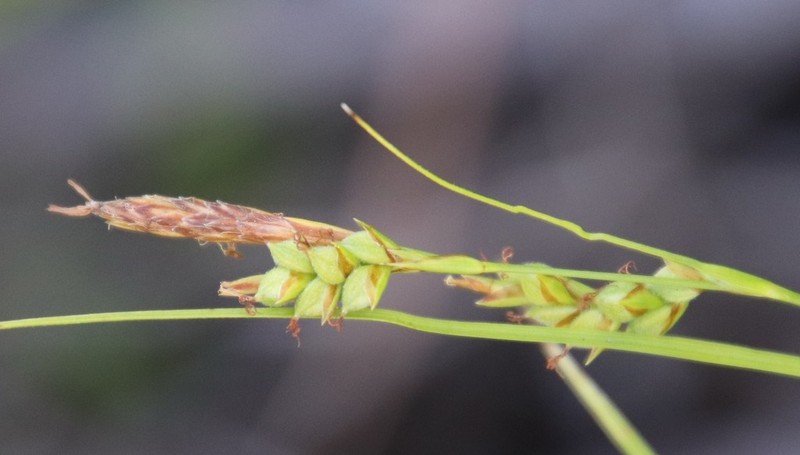 Triangularfruit Sedge photo 2