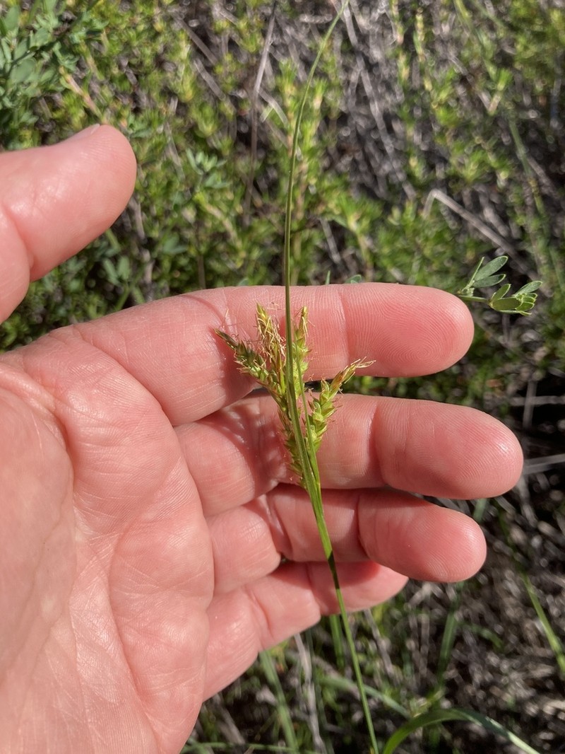 Triangularfruit Sedge photo 3