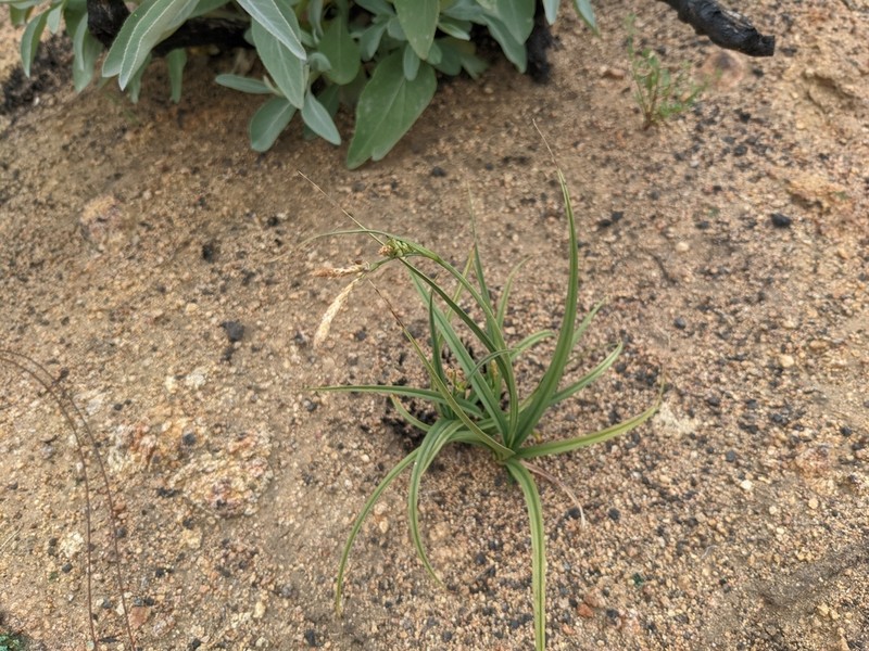 Triangularfruit Sedge photo 4