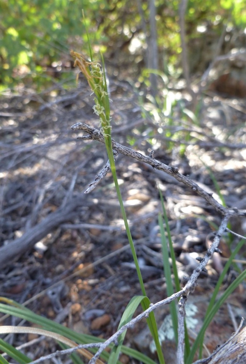 Triangularfruit Sedge photo 5