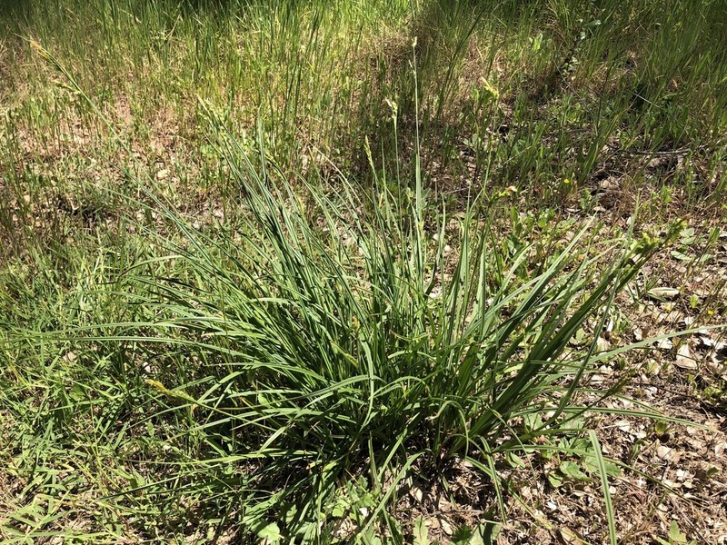 Triangularfruit Sedge photo 6