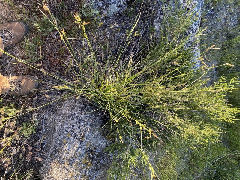 Triangularfruit Sedge photo 7