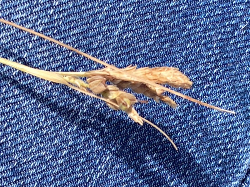 Triangularfruit Sedge photo 8