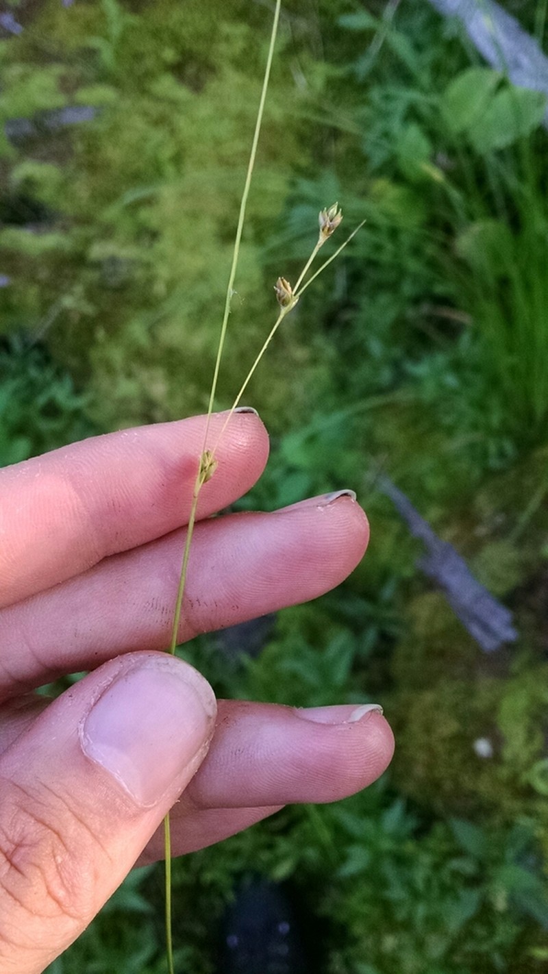 Threeseeded Sedge