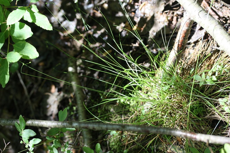 Threeseeded Sedge photo 2