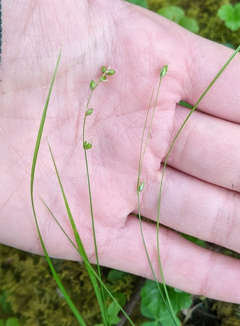 Threeseeded Sedge photo 3