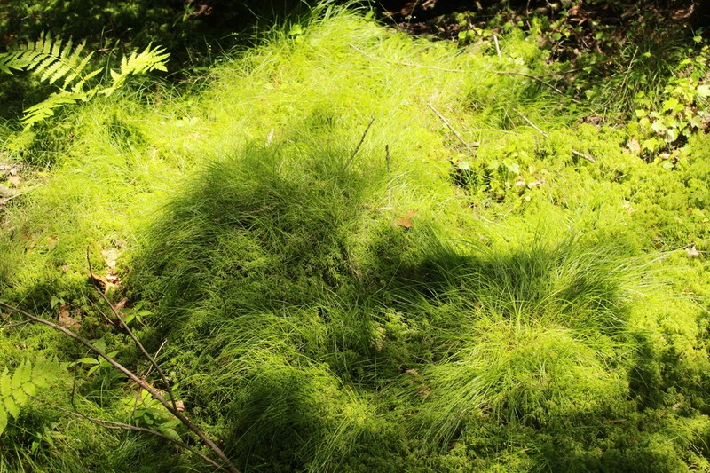 Threeseeded Sedge photo 4