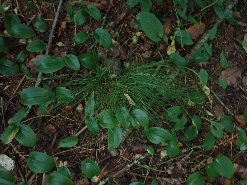 Threeseeded Sedge photo 5
