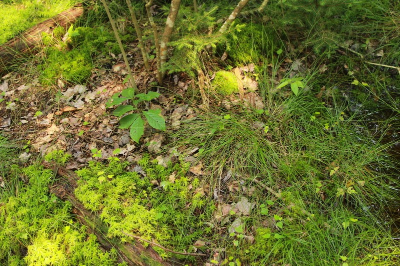 Threeseeded Sedge photo 6