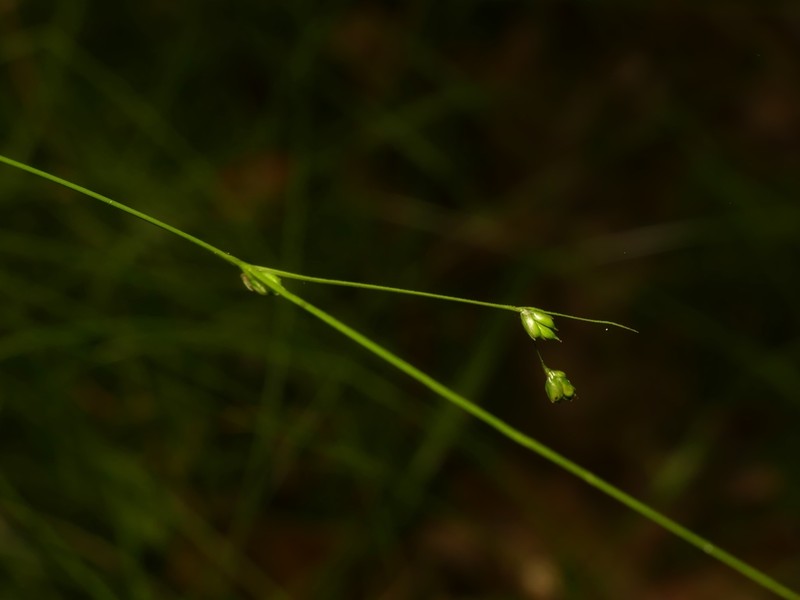 Threeseeded Sedge photo 7