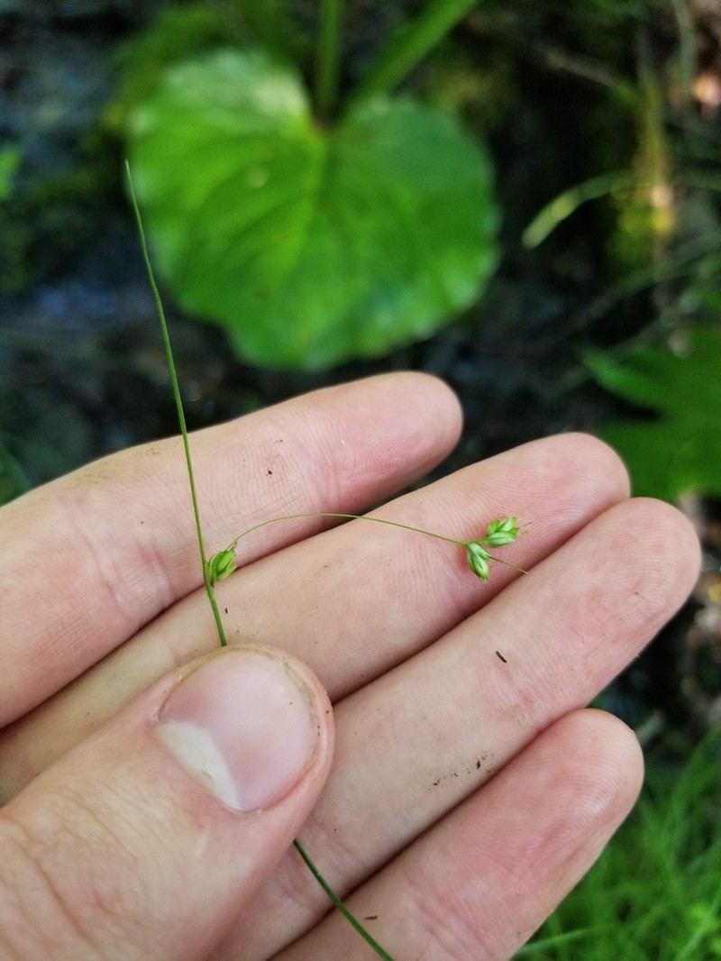 Threeseeded Sedge photo 8