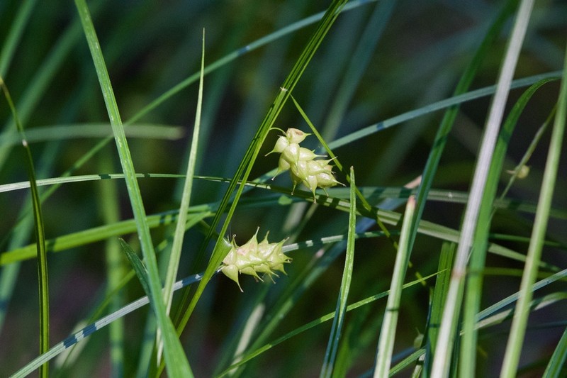 Tuckerman's Sedge