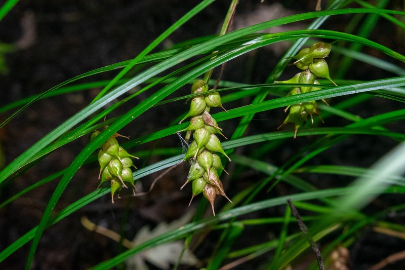 Tuckerman's Sedge photo 2
