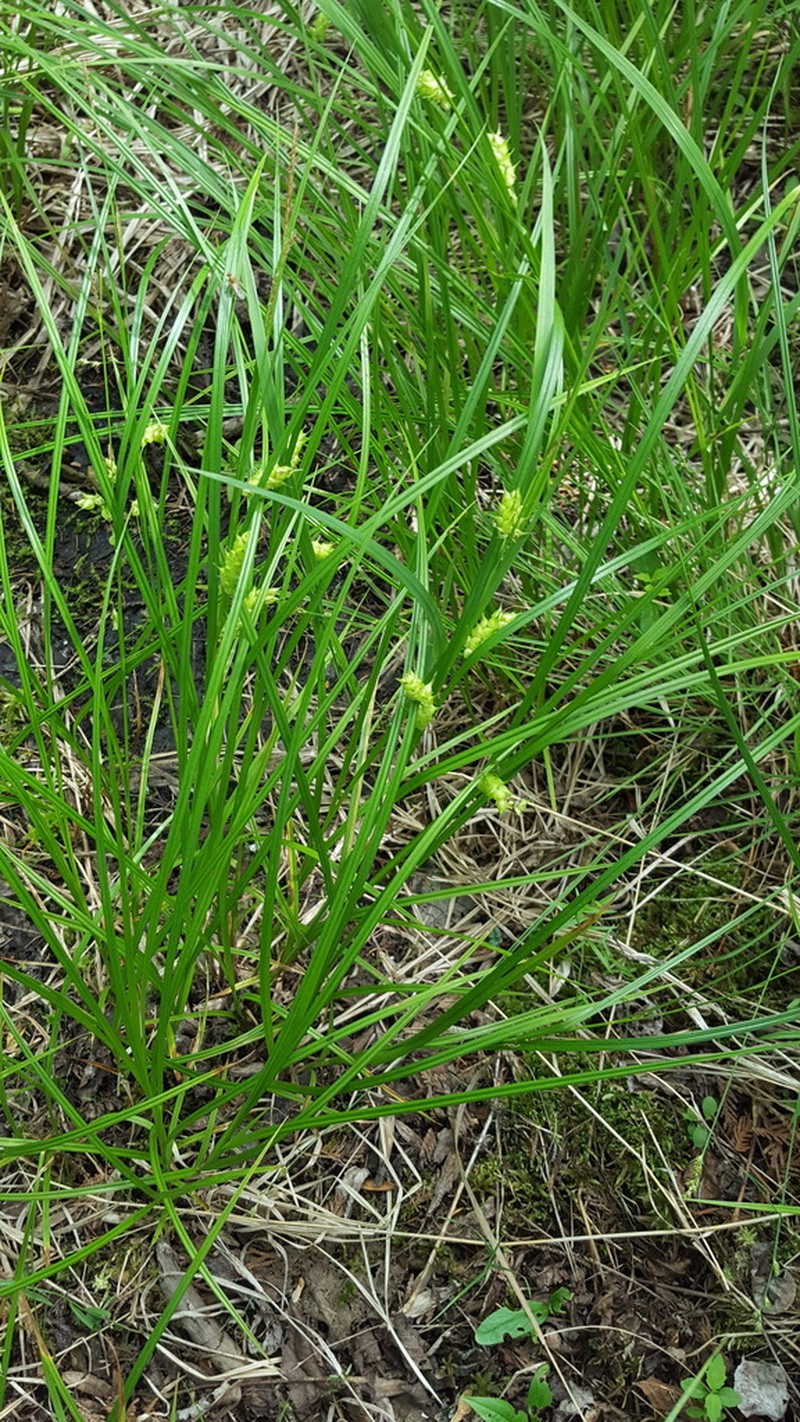 Tuckerman's Sedge photo 3