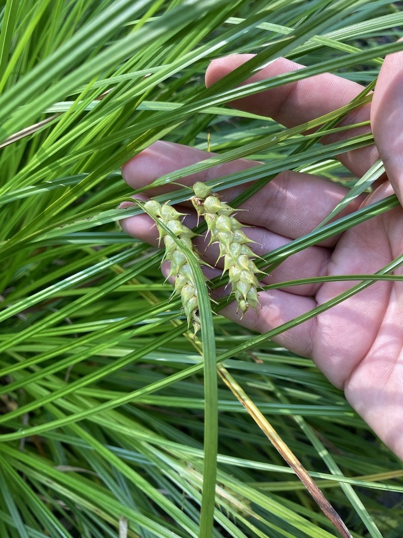 Tuckerman's Sedge photo 4