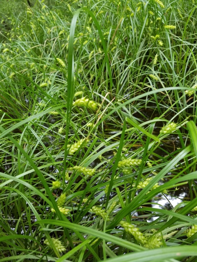 Tuckerman's Sedge photo 5