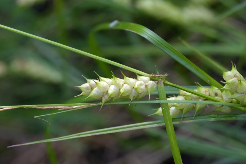 Tuckerman's Sedge photo 6