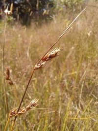Splitawn Sedge