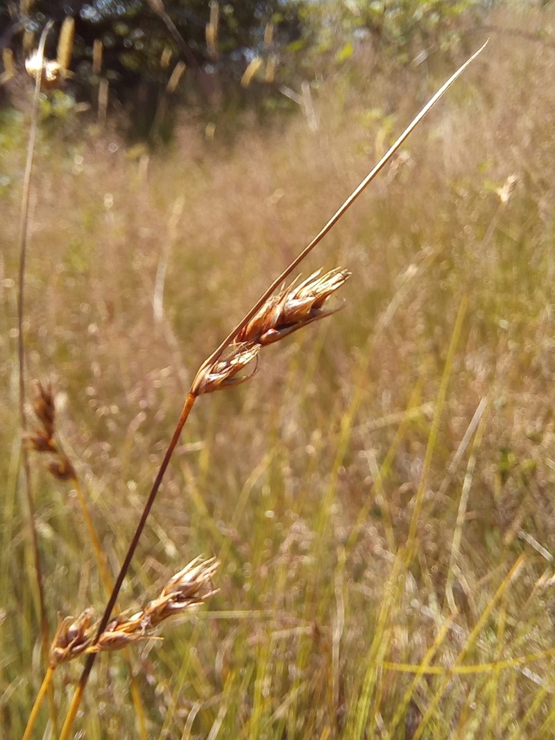 Splitawn Sedge