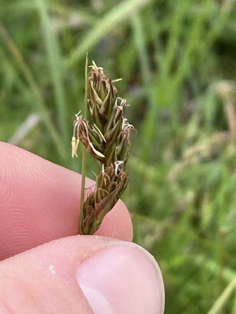 Splitawn Sedge photo 2