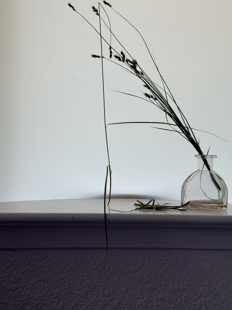 Splitawn Sedge photo 3