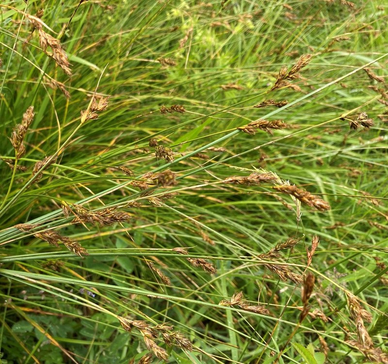 Splitawn Sedge photo 4