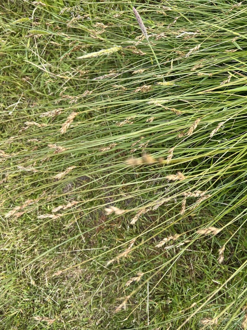 Splitawn Sedge photo 5