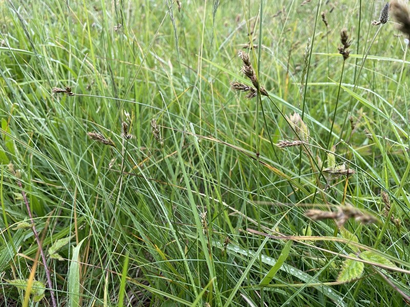 Splitawn Sedge photo 6