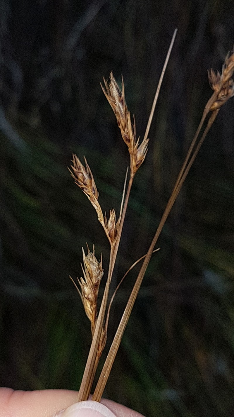 Splitawn Sedge photo 7