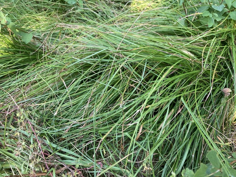 Splitawn Sedge photo 8