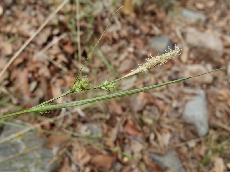 Huachuca Mountain Sedge