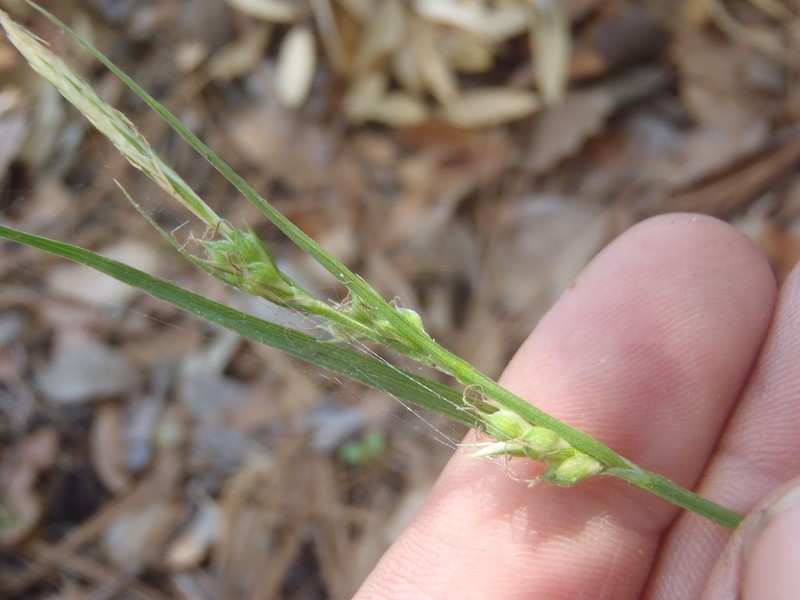 Huachuca Mountain Sedge photo 2