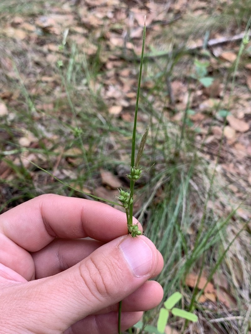 Huachuca Mountain Sedge photo 3